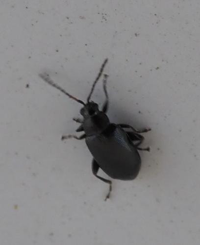 Réf. 244 822 : Phyllotreta sp.